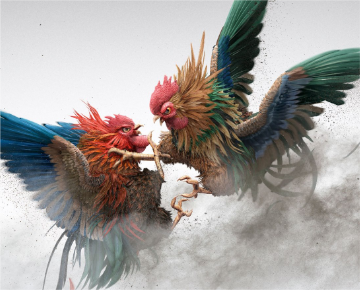 Cock fighting